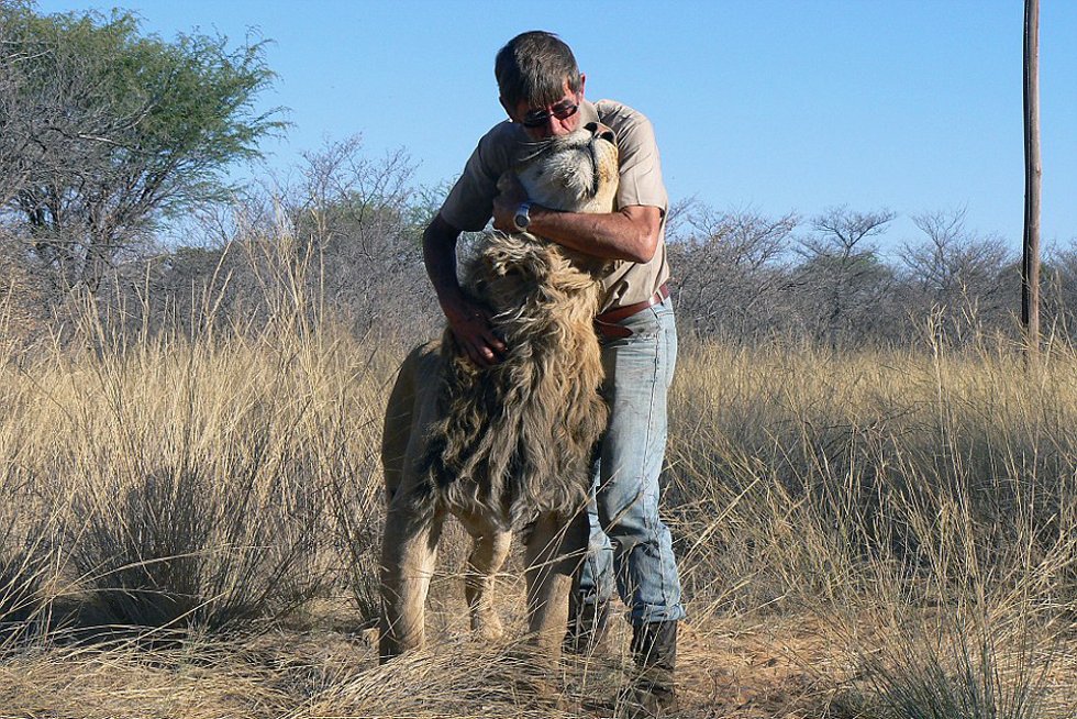 非洲老人养狮子当宠物 牵尾巴陪其散步