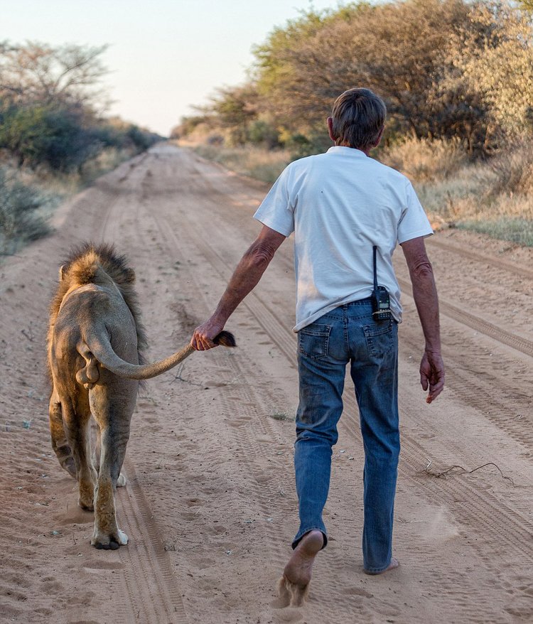 非洲老人养狮子当宠物 牵尾巴陪其散步