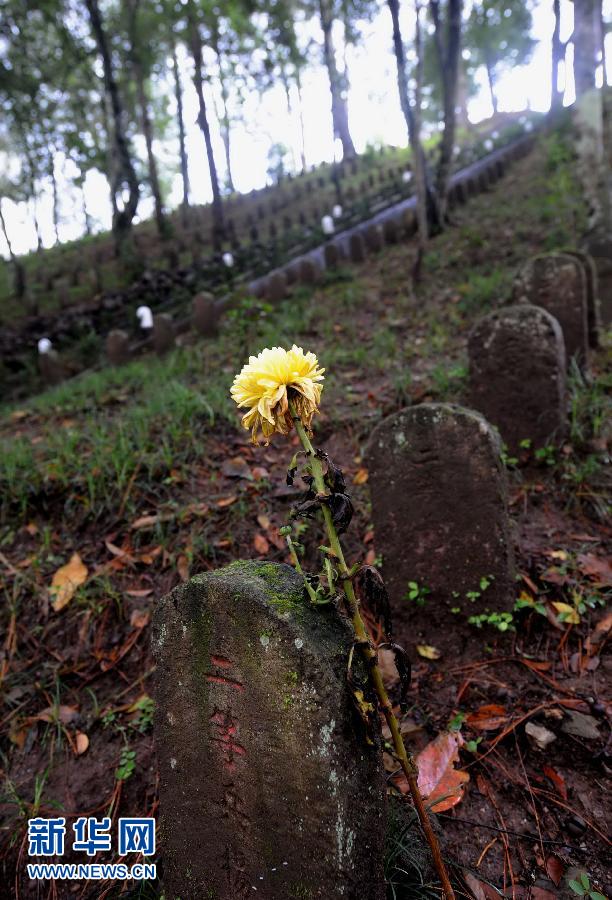 云南腾冲国殇墓园里，一座墓碑旁插着一朵菊花