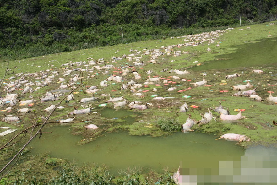 广西一养殖场被淹 1.6万余头死猪浸泡水中