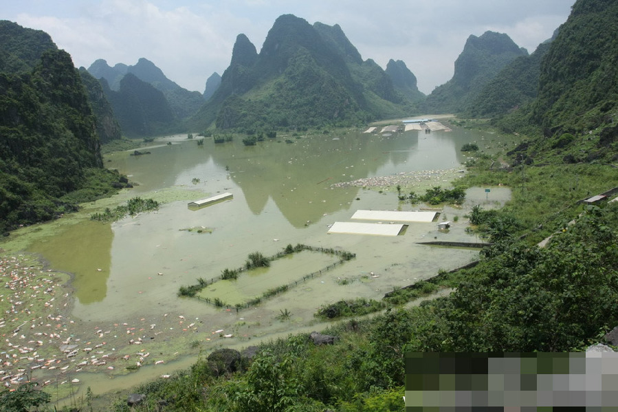 广西一养殖场被淹 1.6万余头死猪浸泡水中