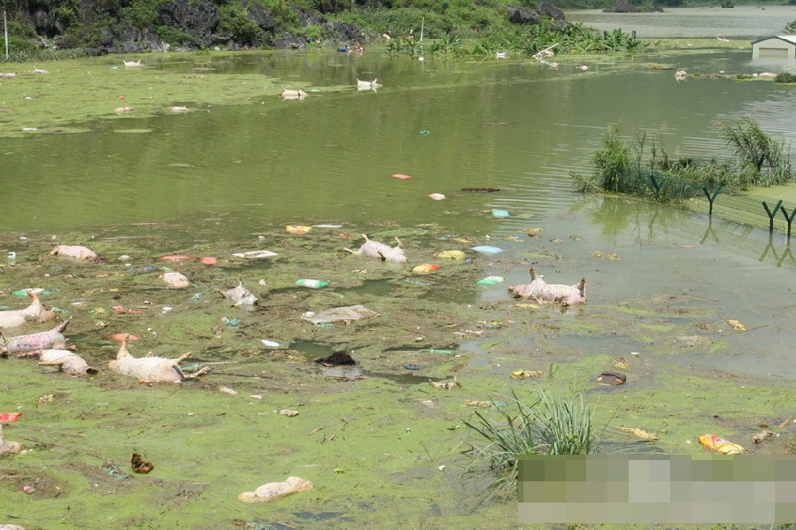 广西一养殖场被淹 1.6万余头死猪浸泡水中