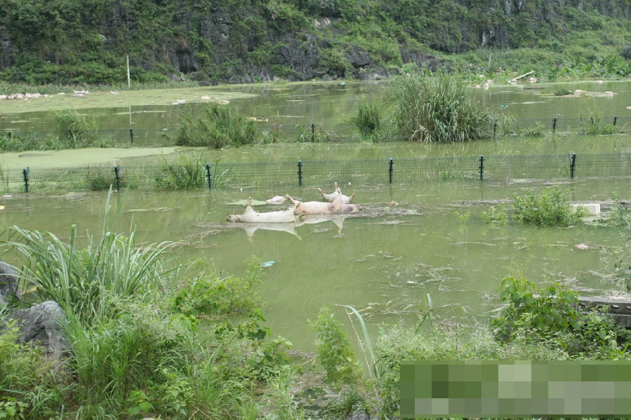 广西一养殖场被淹 1.6万余头死猪浸泡水中