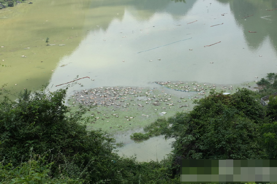 广西一养殖场被淹 1.6万余头死猪浸泡水中