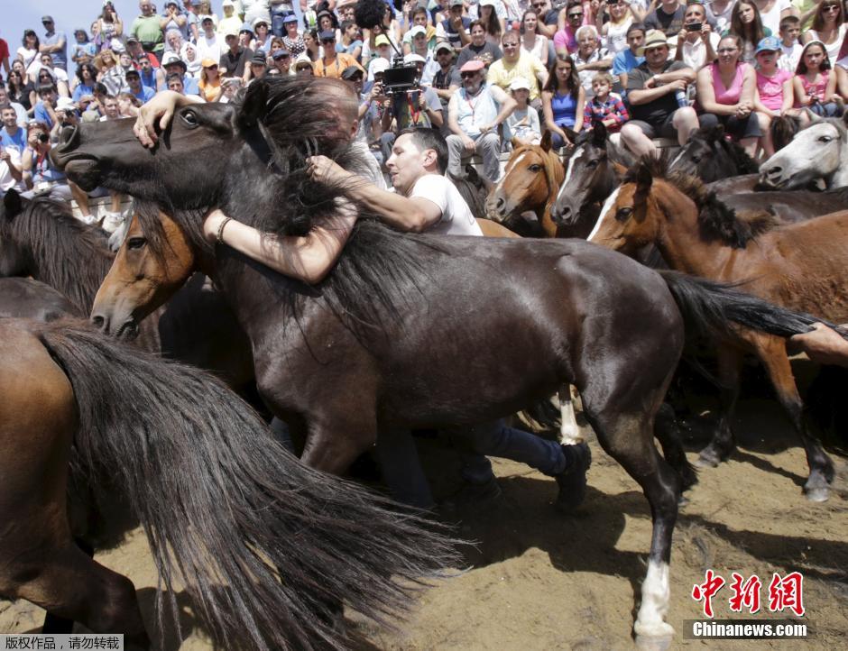 西班牙传统野马节火热开赛 场面壮观