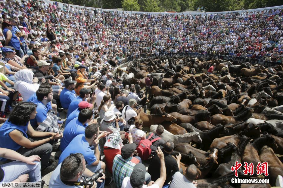 西班牙传统野马节火热开赛 场面壮观