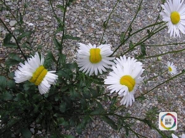 日本福岛现异形菊花 疑似遭核污染后发生变异