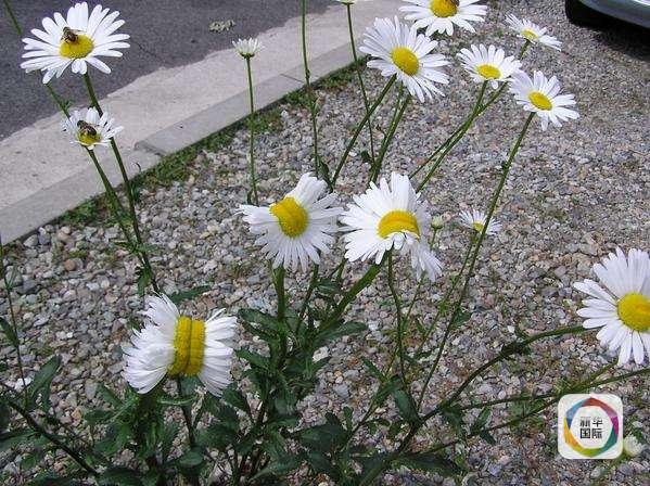 日本福岛现异形菊花 疑似遭核污染后发生变异