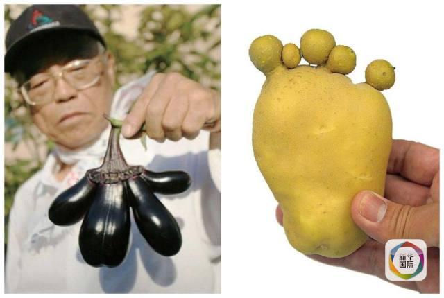 日本福岛疑似遭核污染后发生变异