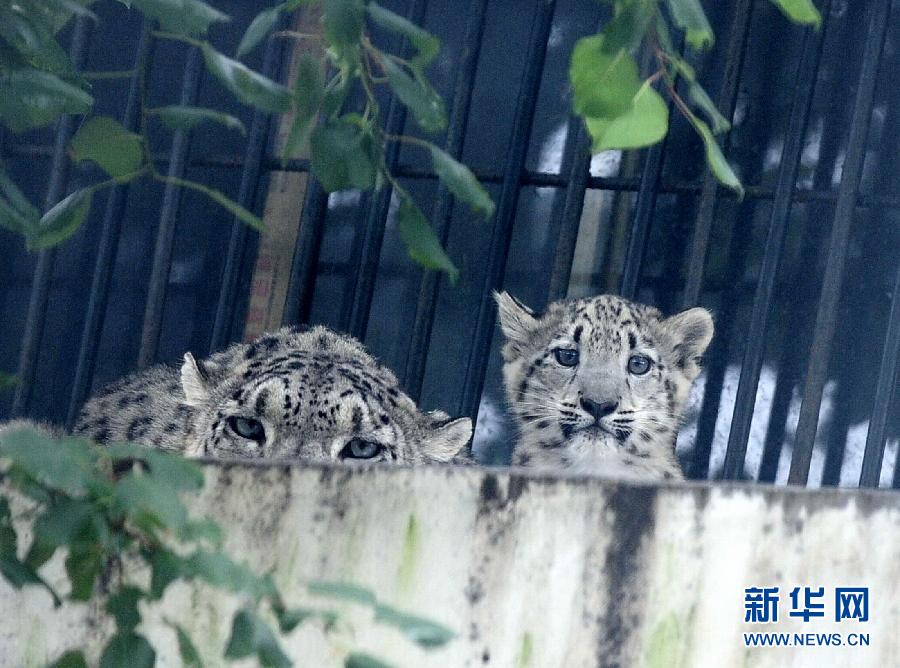 济南野生动物世界刚过百日的小雪豹和妈妈一起与游客见面