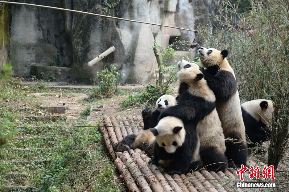 几只大熊猫在喂食时间从饲养员处争领食物。