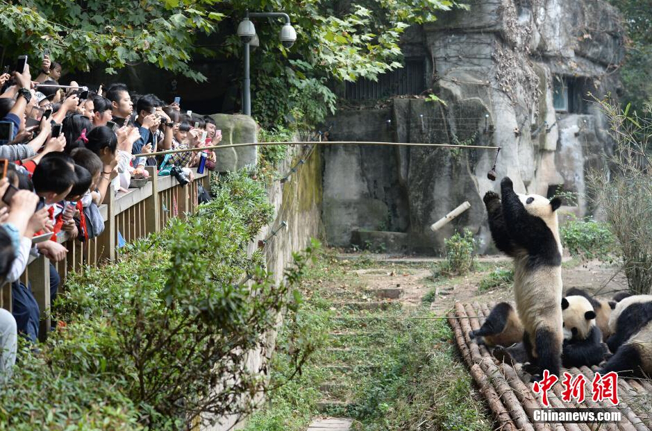 大熊猫在喂食时间从饲养员处“领”食物的场景吸引不少游客围观。