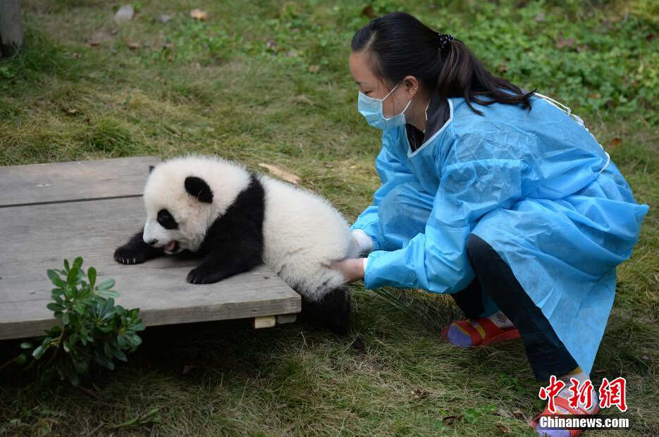 一名饲养员正帮助一只小大熊猫练习攀爬。