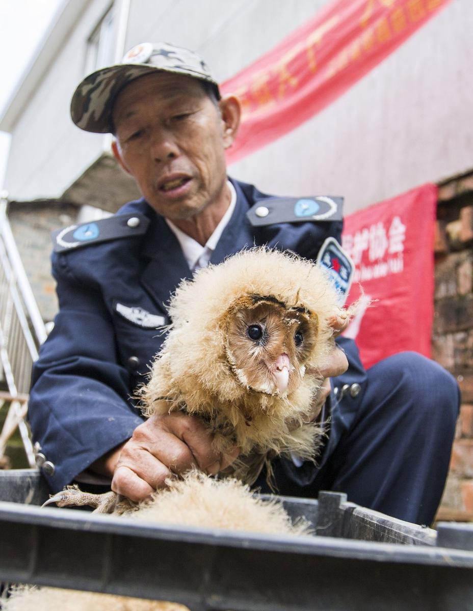 这5只雏鸟长得既像猫头鹰，又像老鹰，危亿玲和她丈夫便上网查询，也没查出来到底是什么动物。因为担心这些雏鸟是保护动物，放在自己家里会养不好，危亿玲便联系上了都昌县林业局野生动植物保护管理站。