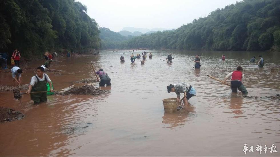 四川泸州上演“疯狂的石头” 数百人河滩淘宝
