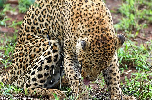 豹子捕食豪猪全身反被扎 表情哀伤拔刺