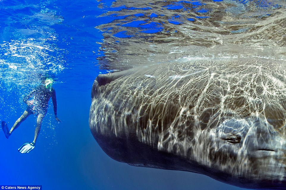 照片记录潜水员与抹香鲸的“亲密瞬间”