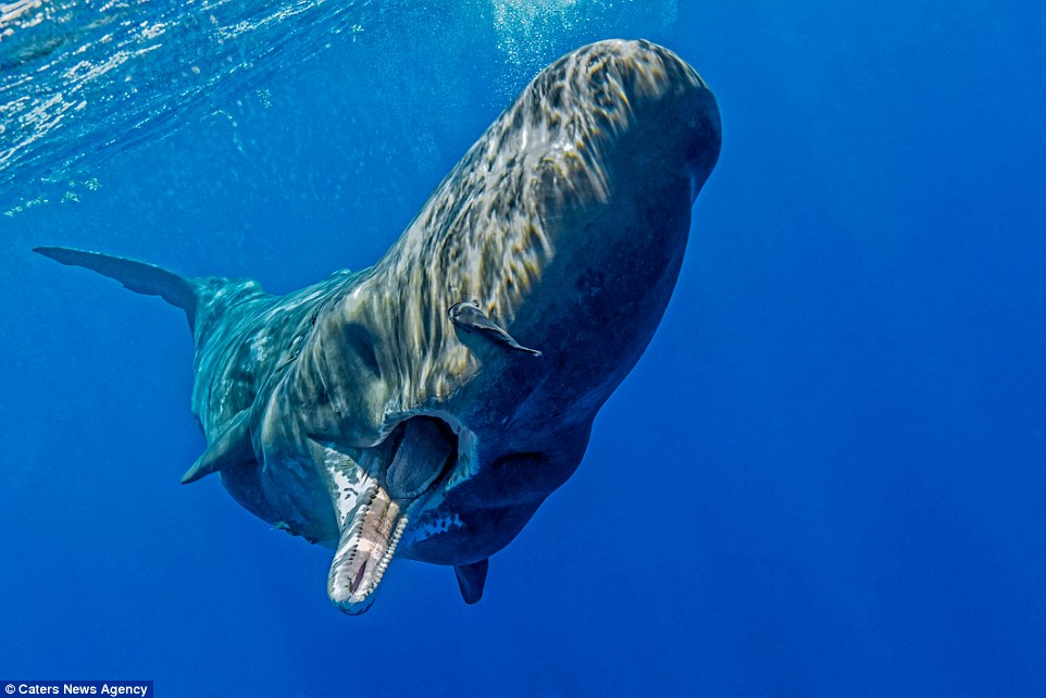 照片记录潜水员与抹香鲸的“亲密瞬间”