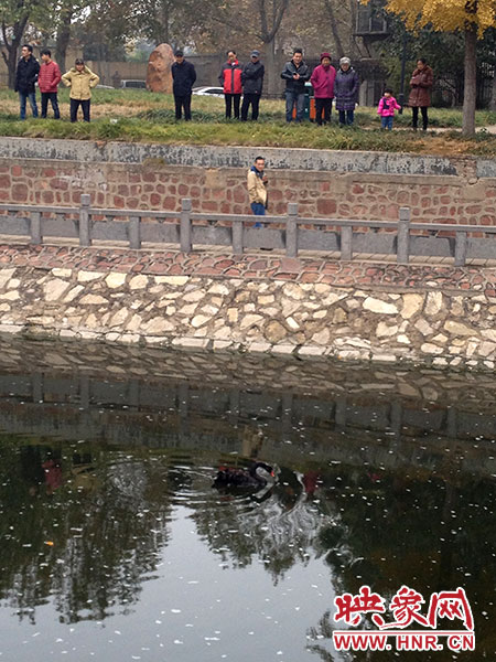 受伤的黑天鹅迫降郑州金水河。