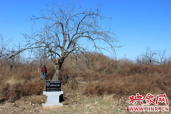 在叔齐墓的前面，竖着新郑市人民政府今年刚立的石碑，上面写着“新郑市文物保护单位”。