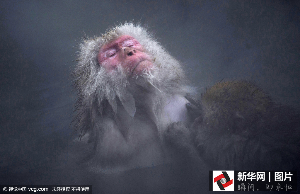 日本野生猕猴雪天泡温泉悠然自得