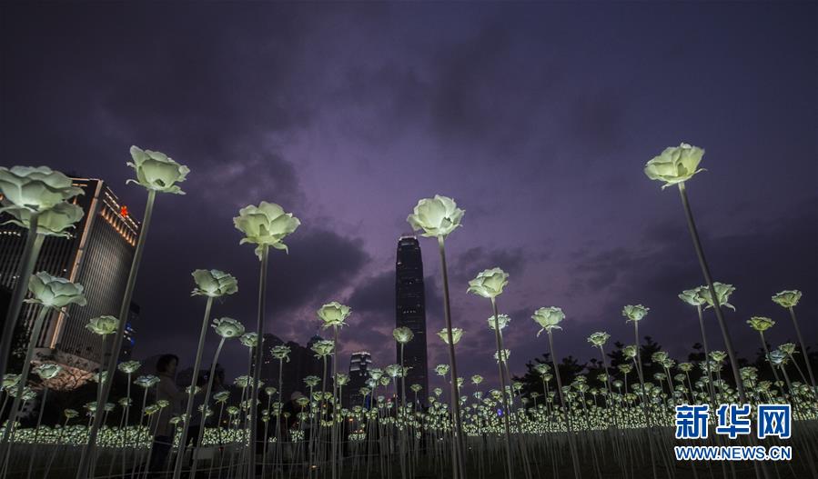 （晚报）（4）香港玫瑰灯海点亮维港