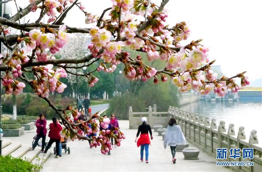 初春各地樱花盛开 引游客驻足观赏