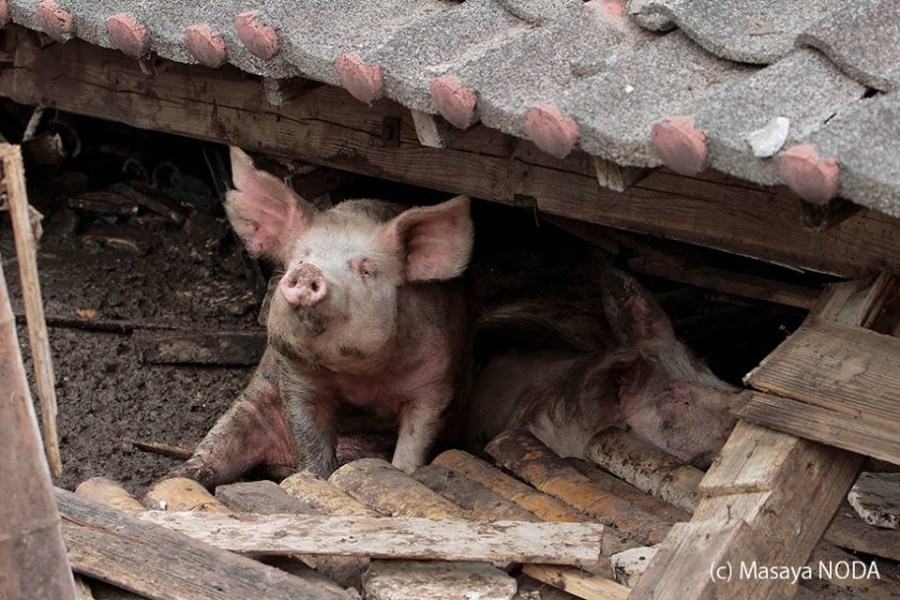 熊本地震后现“猪坚强” 救出后被送屠宰场