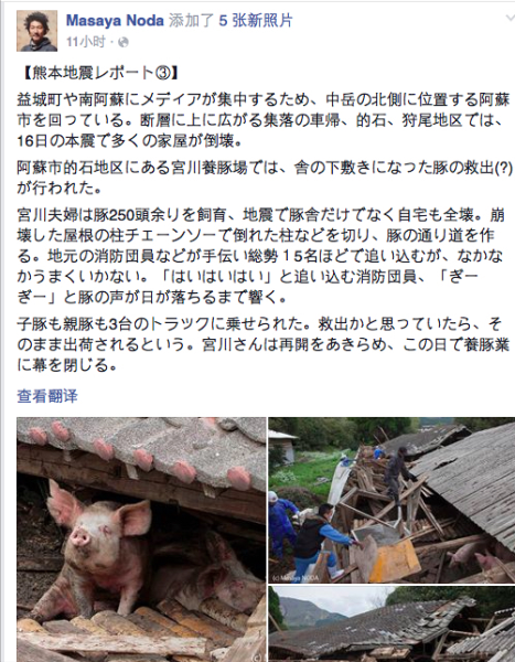 熊本地震后现“猪坚强” 救出后被送屠宰场