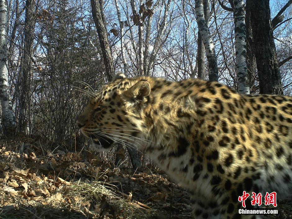 黑龙江老爷岭保护区多次拍到野生东北虎、豹影像