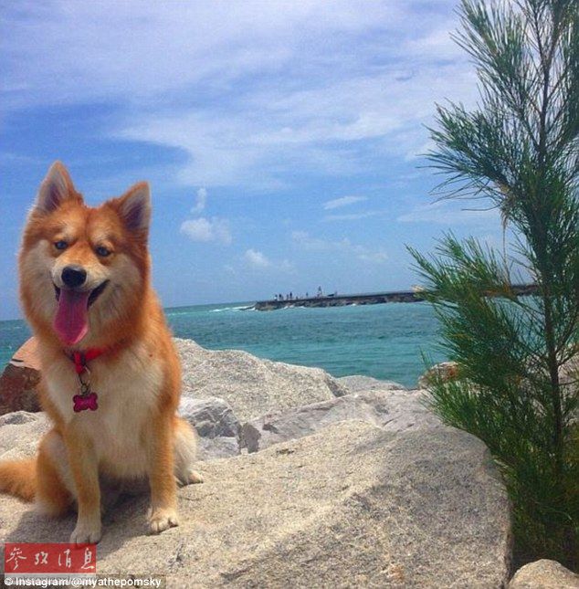 狐狸还是狗？蓝眼睛萌宠走红网络