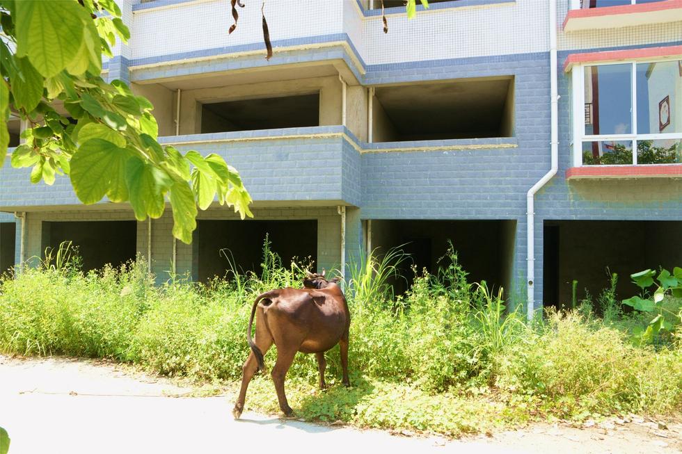 2016年7月26日，村民在广西来宾市忻城县隆达山水福城荒废别墅间放牛。