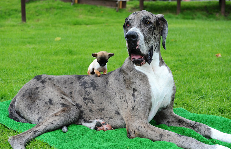 世界最高狗邂逅英国最小狗 相处融洽