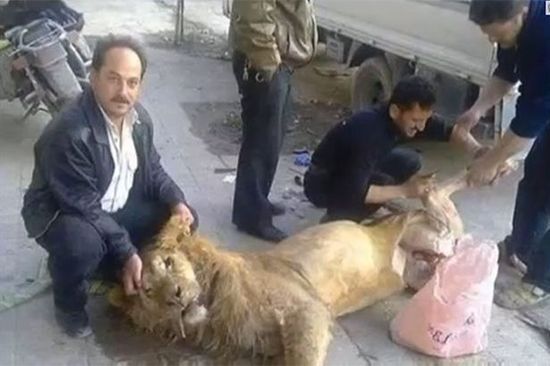 叙利亚食物短缺 反对派杀狮充饥