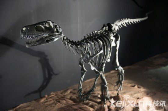 非洲发现2.45亿年生物化石 或为恐龙祖先
