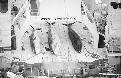 日本捕鲸船“日新丸”号的甲板上，3头小须鲸面临被宰割的命运。