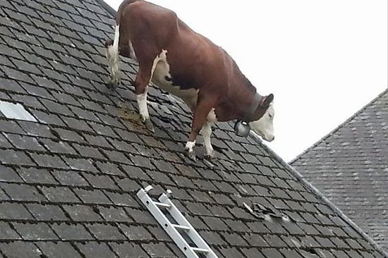 瑞士奶牛为寻嫩草爬上屋顶 惊呆路人(图)