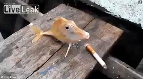 渔民强迫小鱼吸烟视频引网友讨伐(组图)