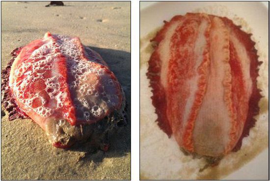 澳海滩惊现神秘红色海洋生物 无四肢眼睛和嘴巴