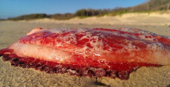 澳海滩惊现神秘红色海洋生物 无四肢眼睛和嘴巴