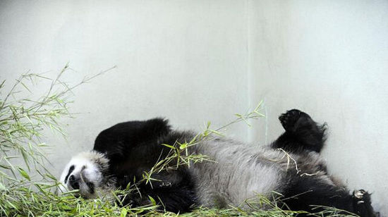 甜甜是英国唯一的雌性大熊猫