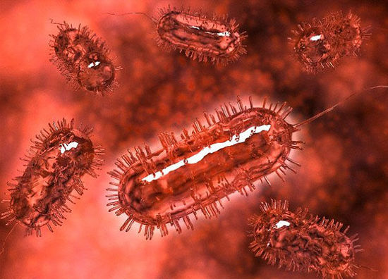 未来汽车或以大肠杆菌当燃料 5到10年内或可量产(图) 未来汽车或以大肠杆菌当燃料 5到10年内或可量产(图)