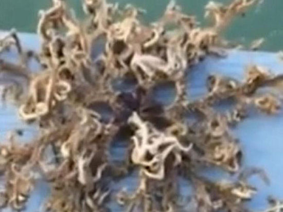 新加坡渔民钓到神秘海洋生物 造型怪异(图)