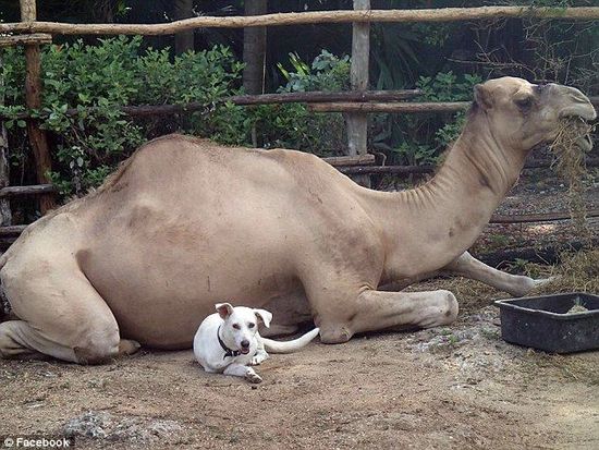 1200斤重骆驼因未喝到可乐将动物院长压死(图)