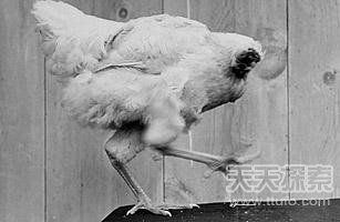 美国一公鸡被砍头后奇迹存活18个月(图)