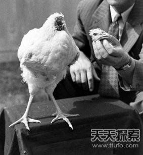 美国一公鸡被砍头后奇迹存活18个月(图)