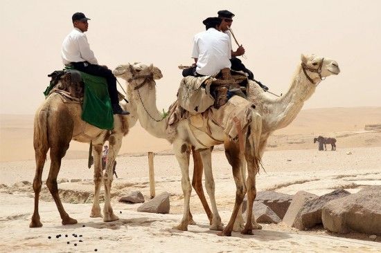 俄媒盘点世界最奇葩交警：骑骆驼开拖拉机(图)
