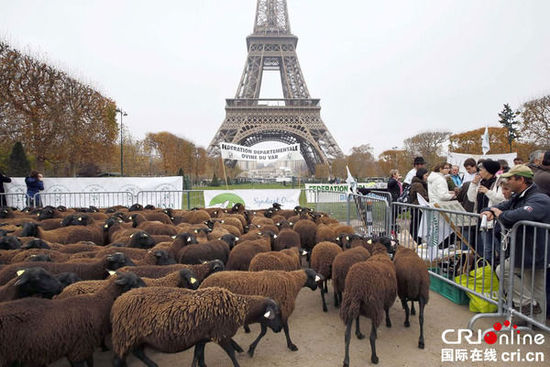 　　当地时间2014年11月27日，法国巴黎，法国农民带绵羊在埃菲尔铁塔附近抗议，要求环保部门采取有效措施解决狼群袭击羊群问题。　图片来源：TRICK KOVARIK/CFP