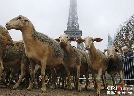 　　当地时间2014年11月27日，法国巴黎，法国农民带绵羊在埃菲尔铁塔附近抗议，要求环保部门采取有效措施解决狼群袭击羊群问题。　图片来源：CFP