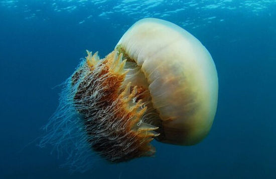 巴西摄影师日本深海拍到巨型越前水母